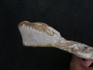 Tethysaurus mit Fisch im Maul