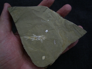 Elonichthys, Fischfosil aus dem Deutschen Perm