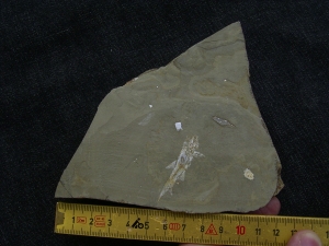 Elonichthys, Fischfosil aus dem Deutschen Perm