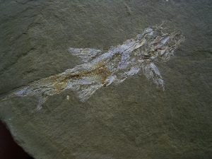 Elonichthys, Fischfosil aus dem Deutschen Perm