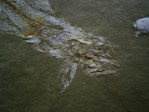 Elonichthys, Fischfosil aus dem Deutschen Perm
