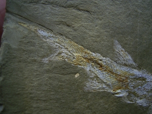 Elonichthys, Fischfosil aus dem Deutschen Perm