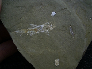 Elonichthys, Fischfosil aus dem Deutschen Perm