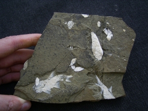 Z -Elonichthys Fische aus dem Deutschen Perm