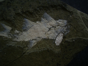 Z -Elonichthys Fische aus dem Deutschen Perm