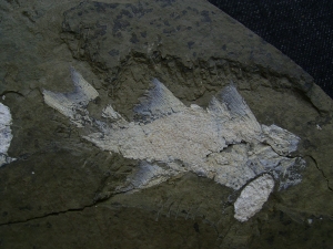 Z -Elonichthys Fische aus dem Deutschen Perm