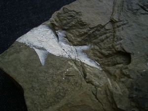 Z -Elonichthys Fische aus dem Deutschen Perm