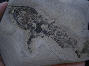 Skelett von Glanochthon latirostre