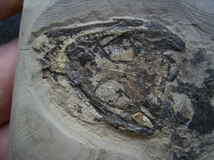 Skelett von Glanochthon latirostre