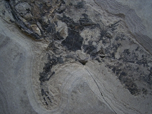 Skelett von Glanochthon latirostre