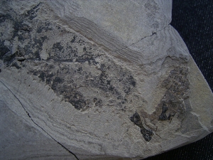 Skelett von Glanochthon latirostre