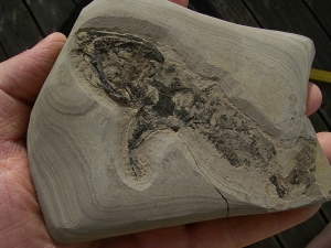 Skelett von Glanochthon latirostre