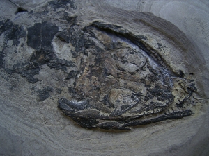 Skelett von Glanochthon latirostre