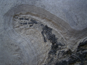 Skelett von Glanochthon latirostre