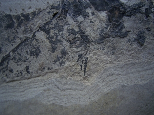 Skelett von Glanochthon latirostre