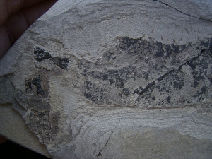 Skelett von Glanochthon latirostre