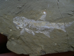 Elonichthys, Fischfosil aus dem Deutschen Perm