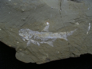 Elonichthys, Fischfosil aus dem Deutschen Perm