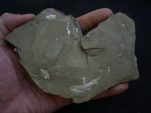 Elonichthys, Fischfosil aus dem Deutschen Perm