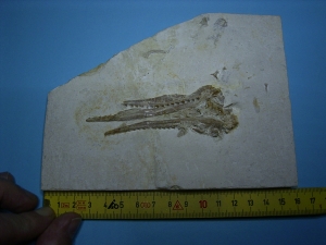 Pleurosaurus Schädel aus dem Plattenkalk