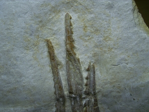 Pleurosaurus Schädel aus dem Plattenkalk