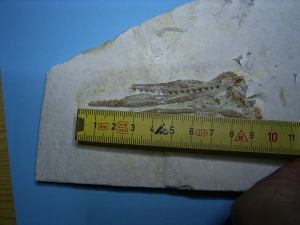 Pleurosaurus Schädel aus dem Plattenkalk