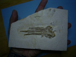 Pleurosaurus Schädel aus dem Plattenkalk