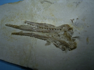 Pleurosaurus Schädel aus dem Plattenkalk