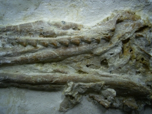 Pleurosaurus Schädel aus dem Plattenkalk