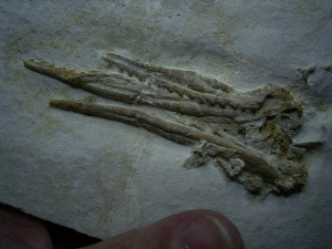 Pleurosaurus Schädel aus dem Plattenkalk