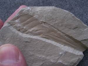 Hai Eikapsel aus dem Unterjura