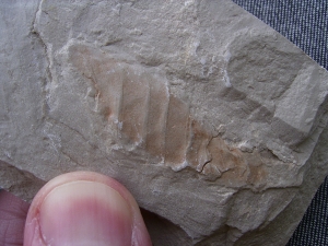 Hai Eikapsel aus dem Unterjura