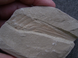 Hai Eikapsel aus dem Unterjura