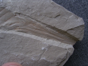 Hai Eikapsel aus dem Unterjura