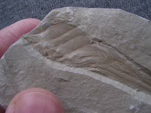 Hai Eikapsel aus dem Unterjura