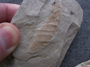 Hai Eikapsel aus dem Unterjura