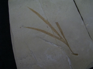 Pflanze Sapindopsis Anhouryi  Positiv/Negativ