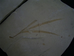 Pflanze Sapindopsis Anhouryi  Positiv/Negativ