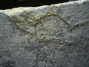 Pterodayctylus Baby  - Seltenes Flugsaurier-Fossil