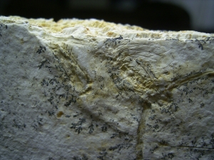 Pterodayctylus Baby  - Seltenes Flugsaurier-Fossil