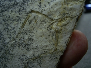 Pterodayctylus Baby  - Seltenes Flugsaurier-Fossil