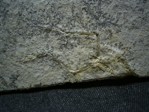 Pterodayctylus Baby  - Seltenes Flugsaurier-Fossil