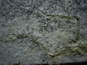 Pterodayctylus Baby  - Seltenes Flugsaurier-Fossil