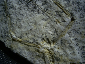Pterodayctylus Baby  - Seltenes Flugsaurier-Fossil