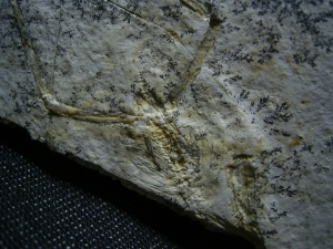 Pterodayctylus Baby  - Seltenes Flugsaurier-Fossil