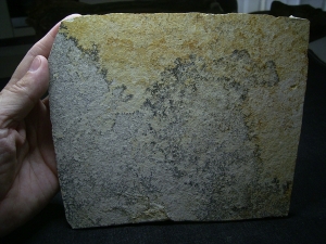 Pterodayctylus Baby  - Seltenes Flugsaurier-Fossil