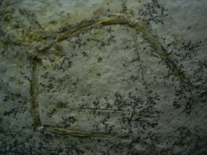 Pterodayctylus Baby  - Seltenes Flugsaurier-Fossil