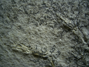 Pterodayctylus Baby  - Seltenes Flugsaurier-Fossil
