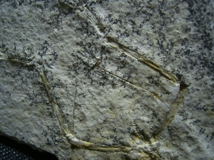 Pterodayctylus Baby  - Seltenes Flugsaurier-Fossil