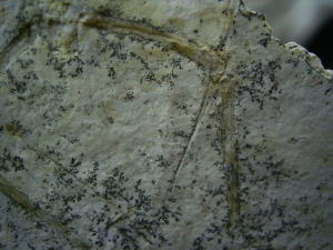 Pterodayctylus Baby  - Seltenes Flugsaurier-Fossil